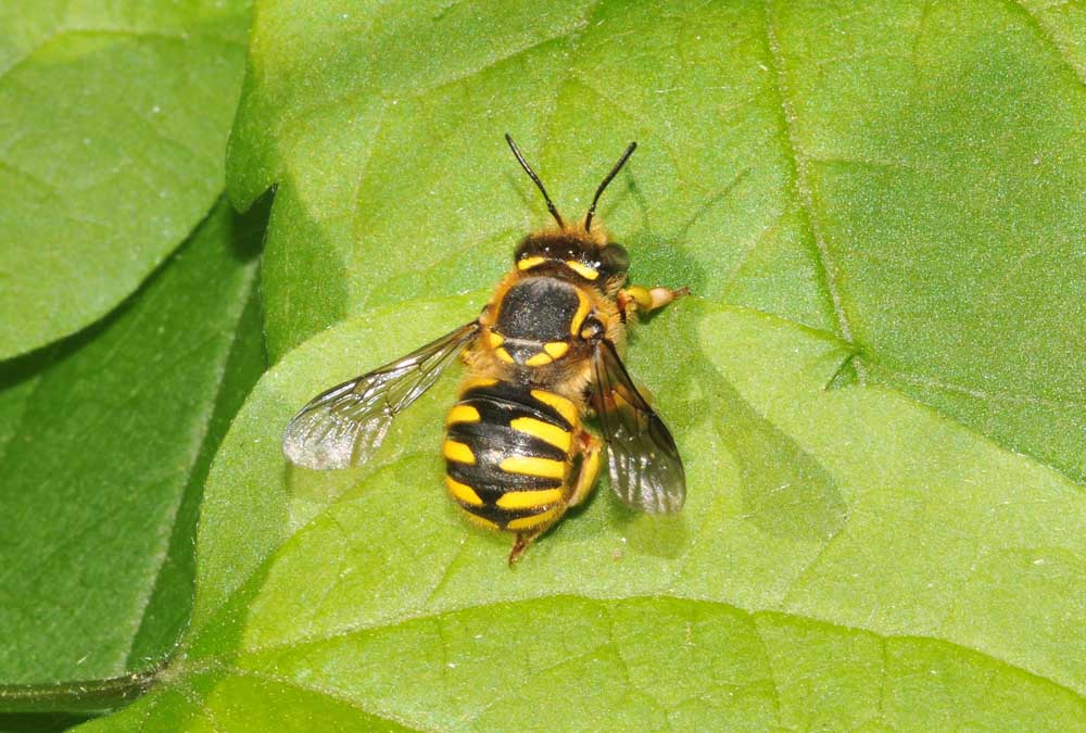 Anthidium